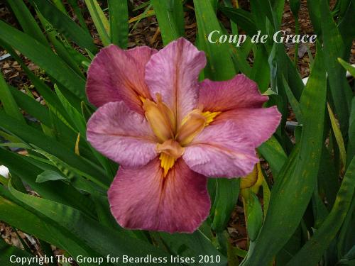 Coup de Grace (0)